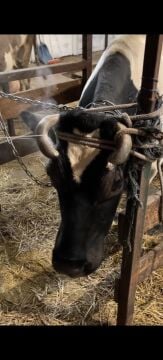 Boynuz Kesme Teli 12 mt