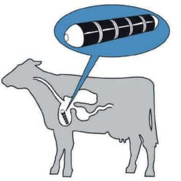 Selvet İlaç Yutturma Sondası - Küçük Boy