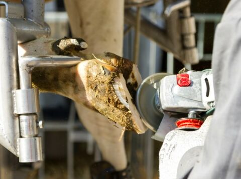 Tırnak Kesme Diski 6 Dişli