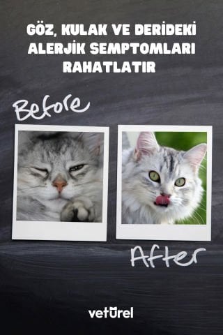 Kedi Yüz Temizleme Solüsyonu Kedi Aknesi Gözyaşı Lekesi Göz Damlası Akıntı Kaşıntı Bakımı 100ml